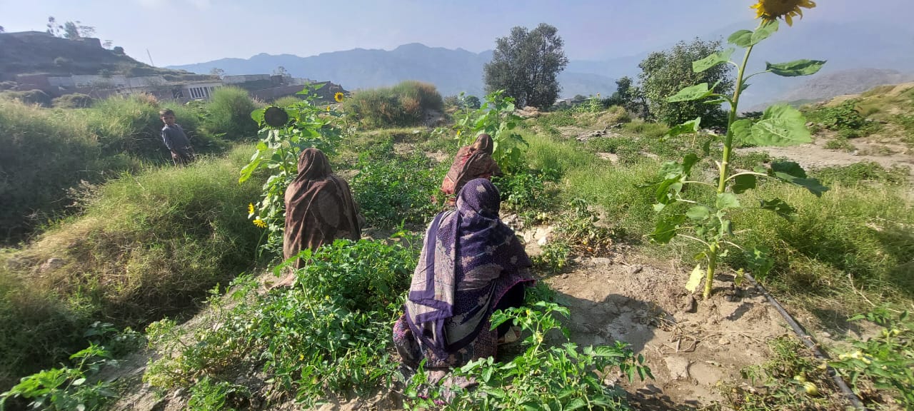 Hajath works diligently in the field.